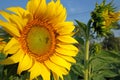 Sun flower and bee